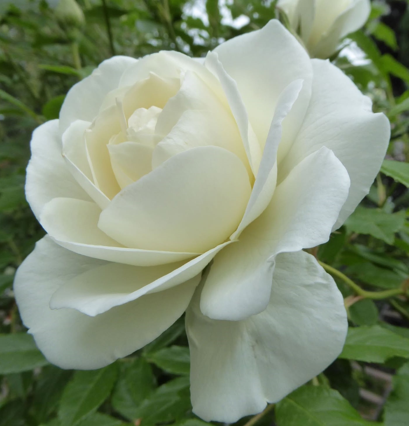 Čajová ruža ‘Pascali’